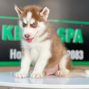 Husky Siberian - Màu Nâu Đỏ (MS 03)