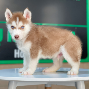 Husky Siberian - Màu Nâu Đỏ (MS 05)