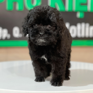 Poodle Toy - Màu Đen (MS 01)