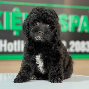 Poodle Toy - Màu Đen (MS 02)