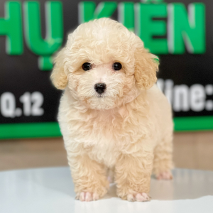Poodle Toy - Màu Kem (MS 01)