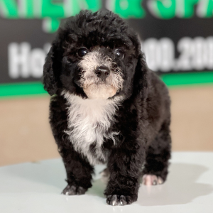 Poodle Tiny - Màu Đen (MS 01)