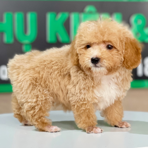 Poodle Tiny - Màu Mơ (MS 03)