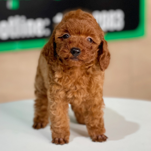 Poodle Tiny - Màu Nâu (MS 06)