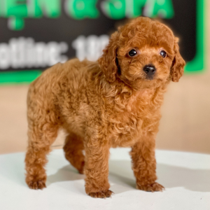 Poodle Tiny - Màu Nâu (MS 07)