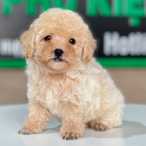 Poodle Tiny - Màu Kem (MS 01)