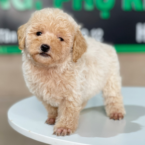 Poodle Tiny - Màu Kem (MS 02)