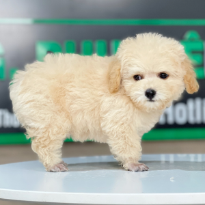 Poodle Tiny - Màu Kem (MS 03)