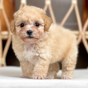 Poodle Tiny - Màu Kem (MS 04)