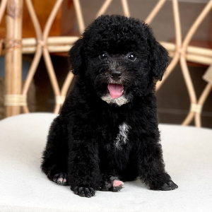 Poodle Toy - Màu Đen (MS 03)