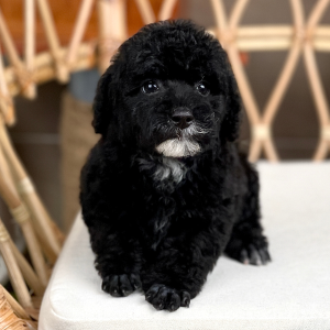 Poodle Toy - Màu Đen (MS 04)
