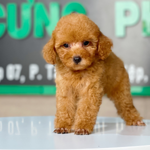 Poodle Toy - Màu Mơ (MS 06)