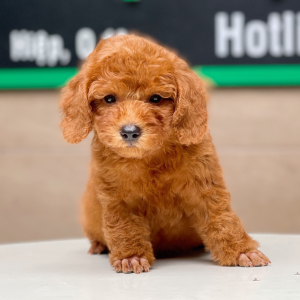 Poodle Toy - Màu Nâu (MS 17)