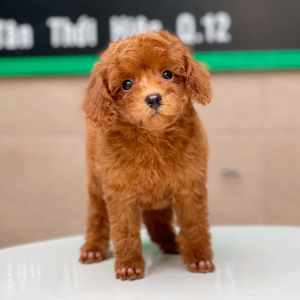 Poodle Toy - Màu Nâu (MS 18)
