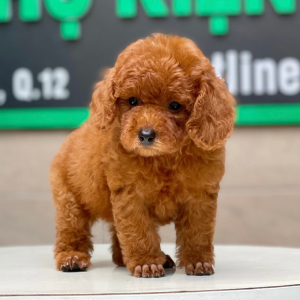Poodle Toy - Màu Nâu (MS 19)