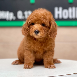 Poodle Toy - Màu Nâu (MS 20)
