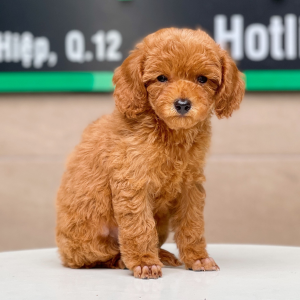 Poodle Toy - Màu Nâu (MS 21)
