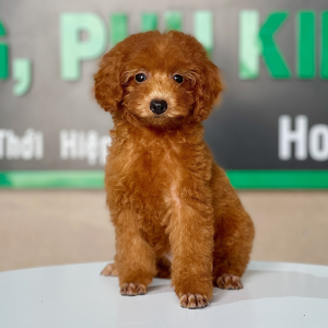 Poodle Toy - Màu Nâu (MS 22)