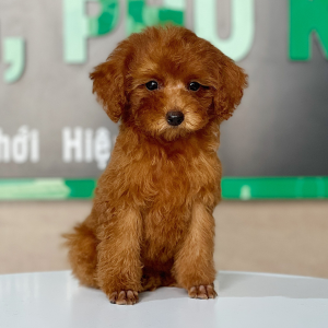 Poodle Toy - Màu Nâu (MS 23)