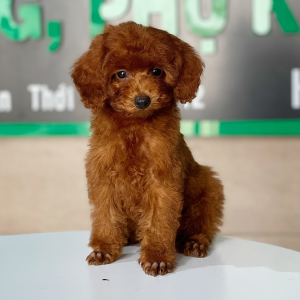 Poodle Toy - Màu Nâu (MS 26)