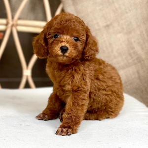 Poodle Toy - Màu Nâu (MS 27)