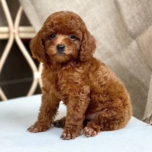 Poodle Toy - Màu Nâu (MS 28)