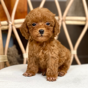 Poodle Toy - Màu Nâu (MS 29)