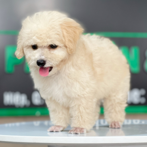 Poodle Toy - Màu Kem (MS 04)