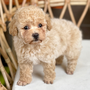 Poodle Toy - Màu Kem (MS 06)