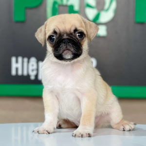Pug - Màu Vàng Kem (MS 01)