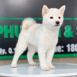 Shiba Inu - Màu Kem (MS 01)