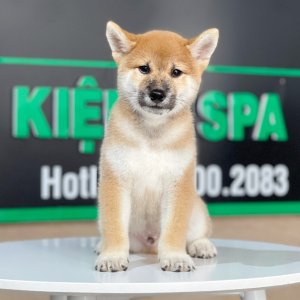 Shiba Inu - Màu Vàng (MS 01)
