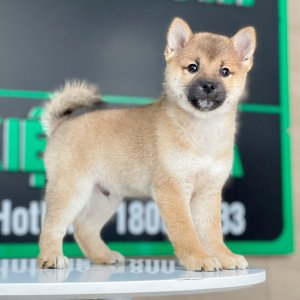 Shiba Inu - Màu Vàng (MS 02)