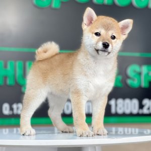 Shiba Inu - Màu Vàng (MS 03)