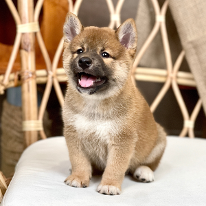 Shiba Inu - Màu Vàng (MS 05)