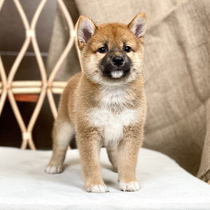Shiba Inu - Màu Vàng (MS 06)
