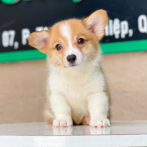 Corgi Lông Dài - Màu Vàng (MS 02)