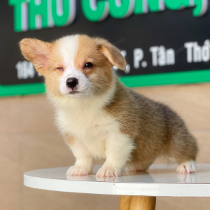Corgi Lông Dài - Màu Vàng (MS 03)