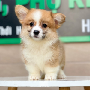 Corgi Lông Dài - Màu Vàng (MS 04)