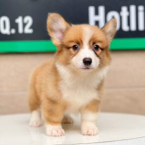 Corgi Lông Dài - Màu Vàng (MS 01)