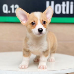 Corgi Lông Ngắn - Màu Vàng (MS 02)