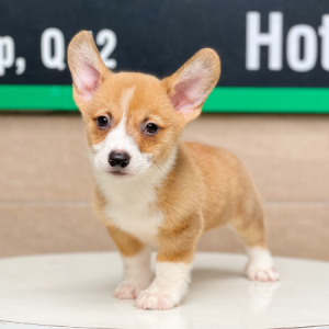 Corgi Lông Ngắn - Màu Vàng (MS 03)