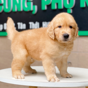 Golden Retriever - Màu Vàng Đậm (MS 07)