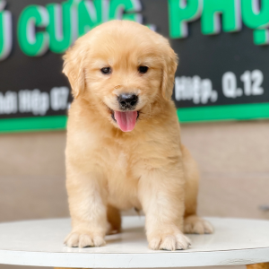 Golden Retriever - Màu Vàng Đậm (MS 08)