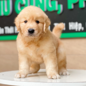 Golden Retriever - Màu Vàng Đậm (MS 09)
