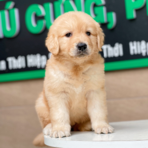Golden Retriever - Màu Vàng Đậm (MS 10)