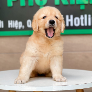 Golden Retriever - Màu Vàng Đậm (MS 11)