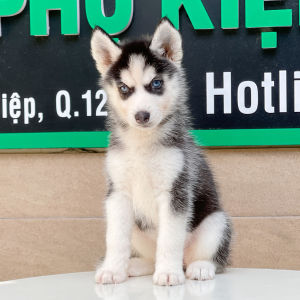 Husky Siberian - Màu Đen Trắng (MS 01)