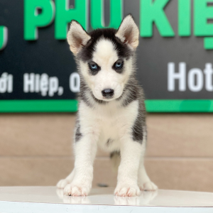 Husky Siberian - Màu Đen Trắng (MS 02)