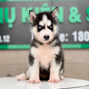 Husky Siberian - Màu Đen Trắng (MS 05)